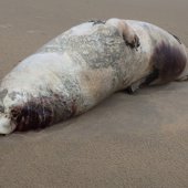 Dode grijze zeehond Noordwijk